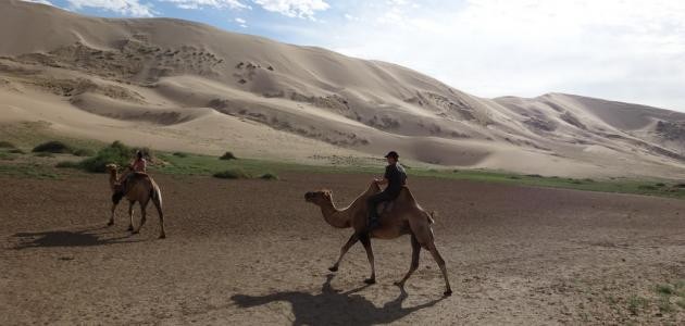 كيف يمشي الجمل كيف يمشي الجمل