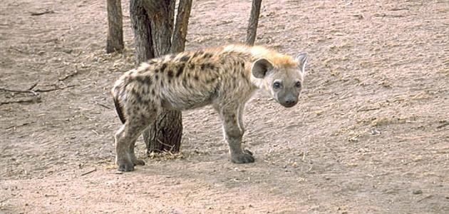 لماذا حلل أكل الضبع لماذا حلل أكل الضبع