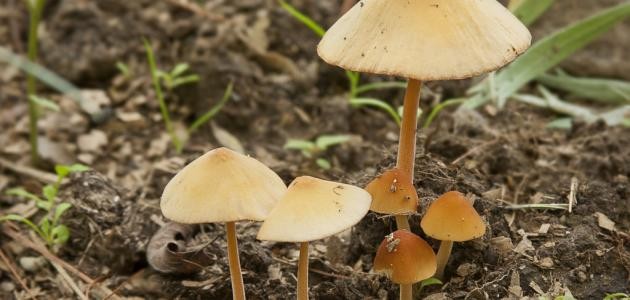 كيف ينمو الفطر