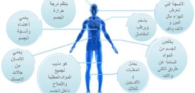 أهمية الماء في جسم الإنسان أهمية الماء في جسم الإنسان