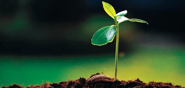 بحث عن النباتات بحث عن النباتات