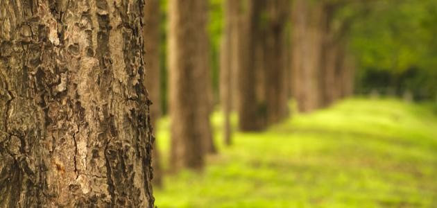 أهمية التشجير أهمية التشجير