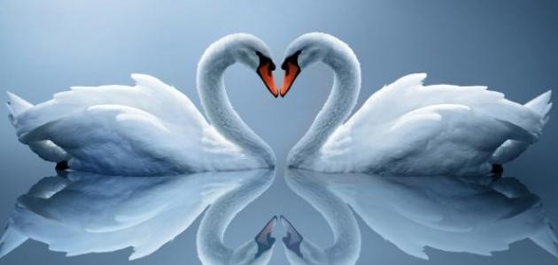 أجمل شعر غزل أجمل شعر غزل