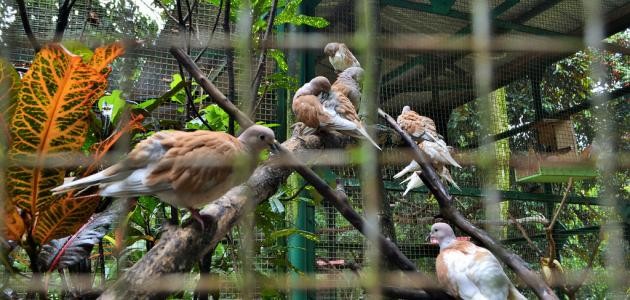 الحمام وأنواعه