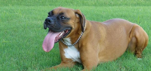 ماذا تأكل الكلاب ماذا تأكل الكلاب