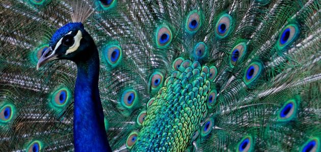 ما اسم أنثى الطاووس