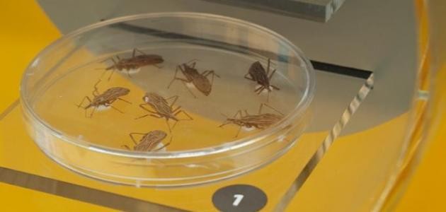 من اكتشف جرثومة البلهارسيا من اكتشف جرثومة البلهارسيا