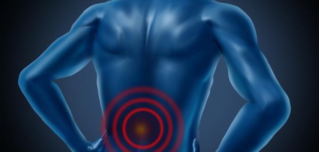 كيف ترتبط العضلات بالعظام