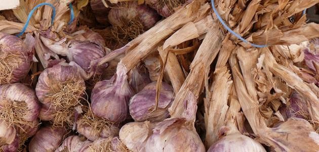 كيف تزرع الثوم كيف تزرع الثوم