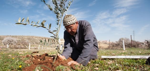 كيف يتم غرس شجرة الزيتون كيف يتم غرس شجرة الزيتون