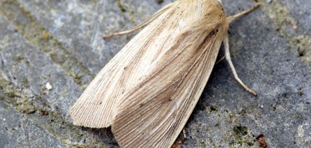 كيفية التخلص من عثة الفراش