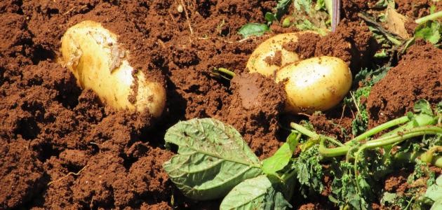 درنات تنمو فائدة البطاطس الفطريات على التي ما هي