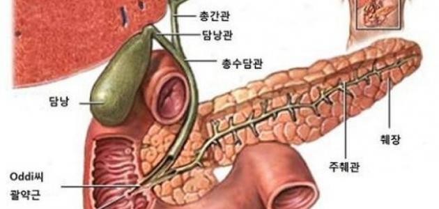 ما هي أعراض التهاب المرارة ما هي أعراض التهاب المرارة