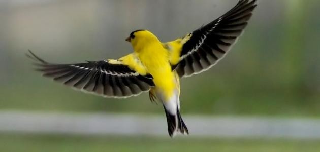 كيف اجعل الحسون يغرد