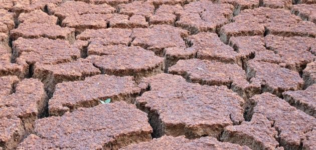 تدهور الغطاء النباتي تدهور الغطاء النباتي