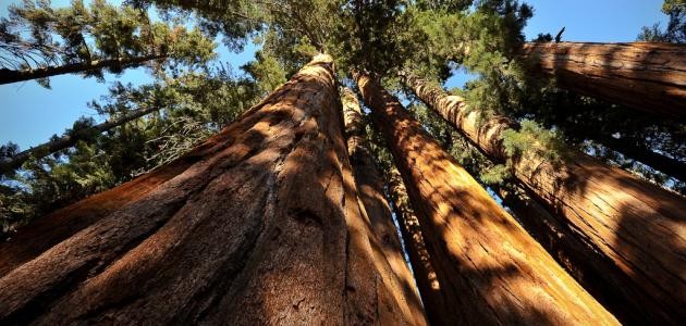 أطول شجرة في العالم