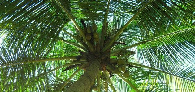 كيفية زراعة جوز الهند كيفية زراعة جوز الهند