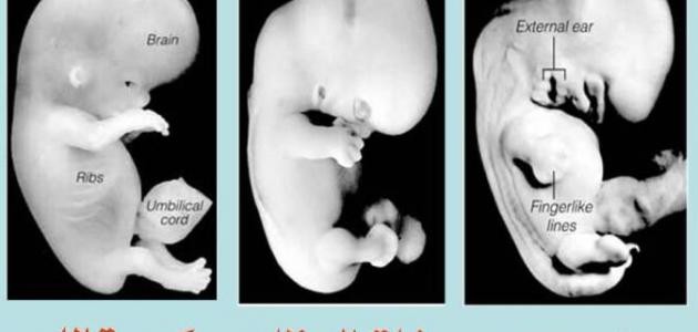 مراحل تكوين الجنين في القرآن مراحل تكوين الجنين في القرآن