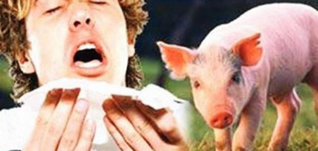 ما هي عوارض انفلونزا الخنزير ما هي عوارض انفلونزا الخنزير