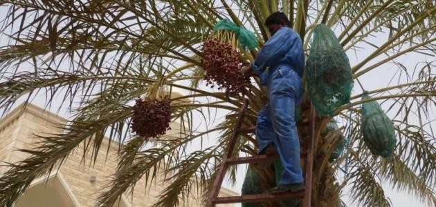 كيفية جني التمر كيفية جني التمر