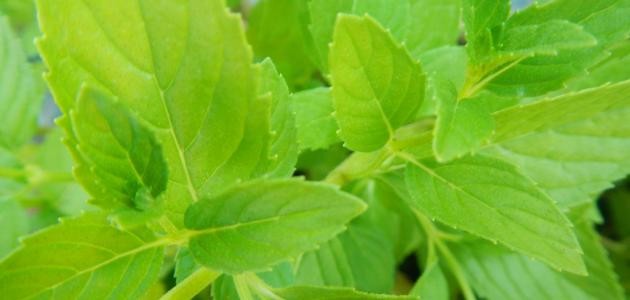 كيف نحافظ على النعناع طازج كيف نحافظ على النعناع طازج