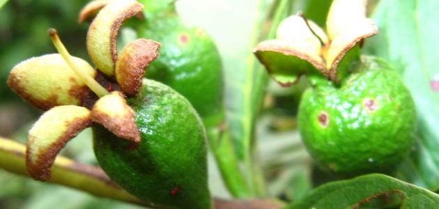 كيفية زراعة الجوافة كيفية زراعة الجوافة