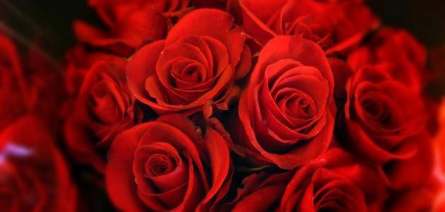 كيف نحافظ على الورد لمدة أطول كيف نحافظ على الورد لمدة أطول