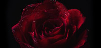 شعر الحب والغرام