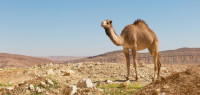 تفسير الجمل في الحلم تفسير الجمل في الحلم