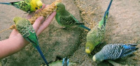 تربية طيور الزينة