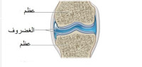 ما الغضروف ما الغضروف