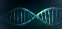 كيف تحدث عملية تضاعف DNA كيف تحدث عملية تضاعف DNA