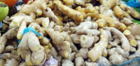 كيف أحفظ الزنجبيل الطازج كيف أحفظ الزنجبيل الطازج