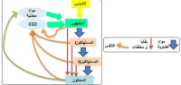 تصنيف الكائنات الحية والتوازنات الطبيعية تصنيف الكائنات الحية والتوازنات الطبيعية