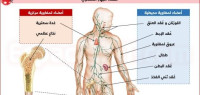 ما هو النخاع العظمي