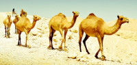 كيفية تكيف الجمل في الصحراء