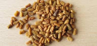 فوائد زيت الحلبة لزيادة الوزن فوائد زيت الحلبة لزيادة الوزن