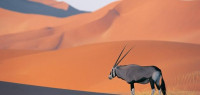 مراحل تطور الشعر العربي مراحل تطور الشعر العربي