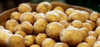 كيف احفظ البطاطس