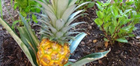 كيف يزرع الاناناس كيف يزرع الاناناس