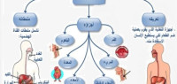 كيف يتم الهضم كيف يتم الهضم
