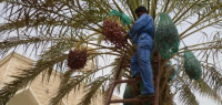 كيفية جني التمر كيفية جني التمر