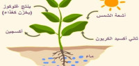 كيف تحدث عملية البناء الضوئي كيف تحدث عملية البناء الضوئي